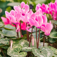 zart Rosa Alpenveilchen Blumensamen zur Aussaat – Halbschatten verträglich – Traditionssorte & ohne Gentechnik Samen Hausgarten