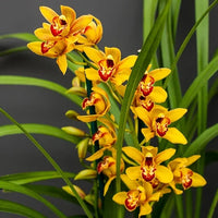 Gelb Rosa Schmetterlingsorchidee Orchidee Blumensamen zur Aussaat Halbschatten verträglich Traditionssorte & ohne Gentechnik Samen Hausgarten