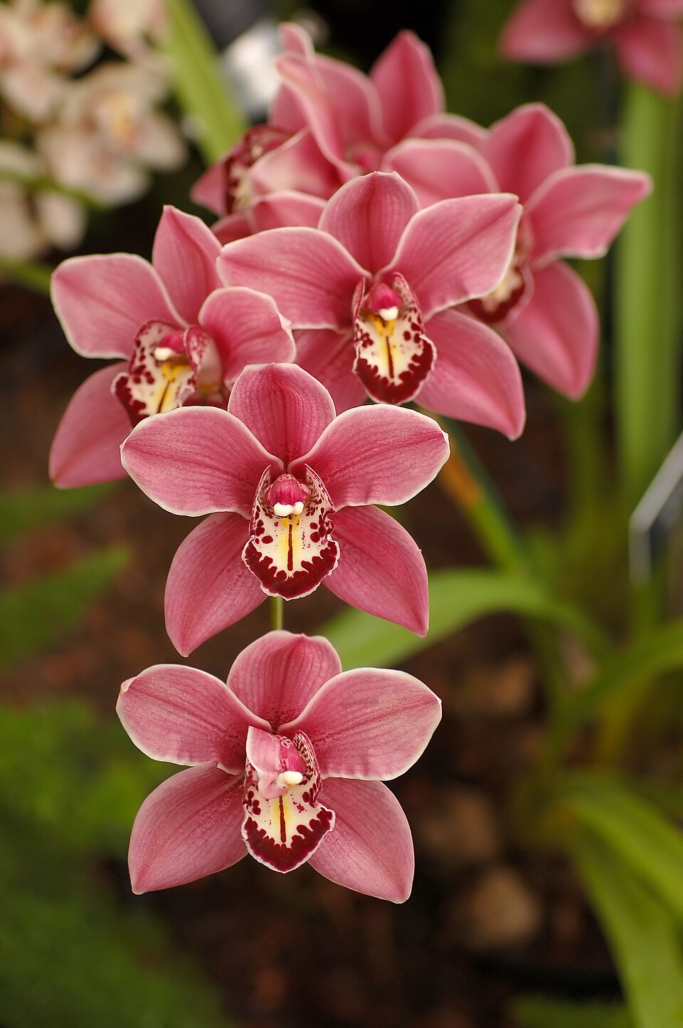 Gemischt Cymbidium Orchidee Blumensamen zur Aussaat – farbenfroh Schau – Traditionssorte & ohne Gentechnik Samen Hausgarten