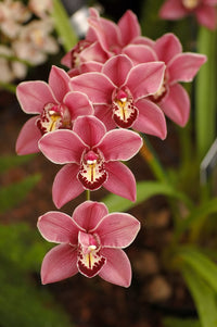 Gemischt Cymbidium Orchidee Blumensamen zur Aussaat – farbenfroh Schau – Traditionssorte & ohne Gentechnik Samen Hausgarten