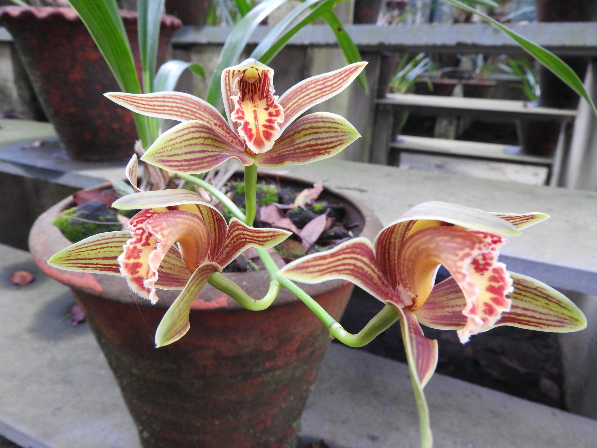 Traditionssorte Cymbidium Blumensamen zur Aussaat Drought verträglich Traditionssorte & ohne Gentechnik Samen Hausgarten