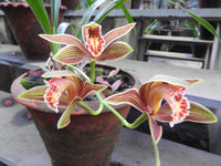 Cymbidium Orchidee Blumensamen zur Aussaat Samen Cultivating Blüten Garten