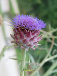 Cynara Blumensamen zur Aussaat kompakt Wuchs Traditionssorte & ohne Gentechnik Samen Hausgarten