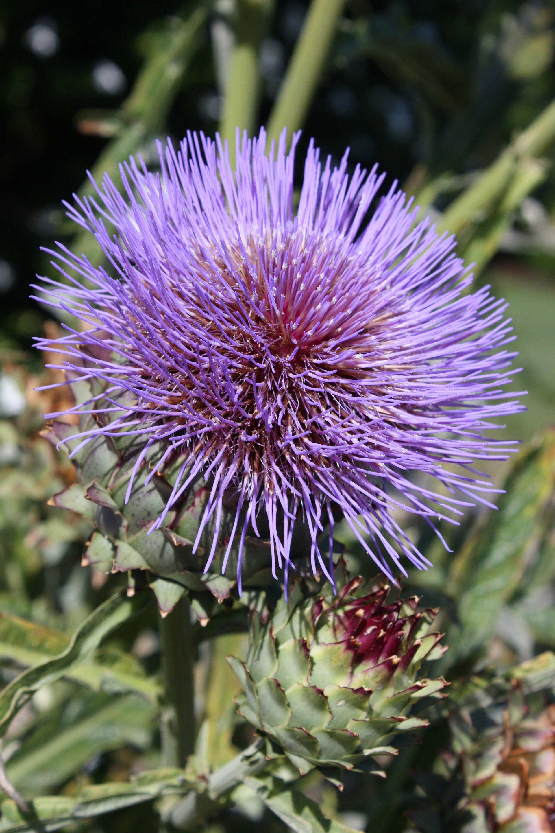 Cynara Blumensamen zur Aussaat – robust Sorte – Traditionssorte & ohne Gentechnik Samen Hausgarten