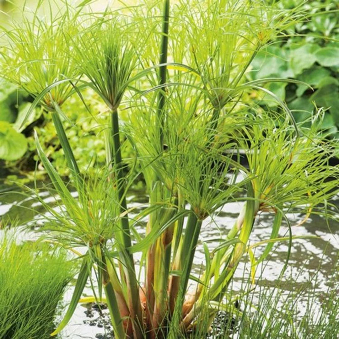 Papyrus Blumensamen zur Aussaat lang Blüte Saison Traditionssorte & ohne Gentechnik Samen Hausgarten