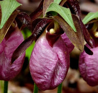 Cypripedium Acaule Blumensamen zur Aussaat – leuchtend Blüten – Traditionssorte & ohne Gentechnik Samen Hausgarten