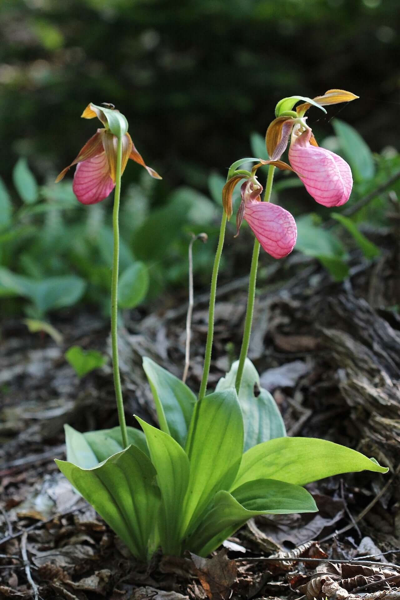 Cypripedium Acaule Blumensamen zur Aussaat – leuchtend Blüten – Traditionssorte & ohne Gentechnik Samen Hausgarten