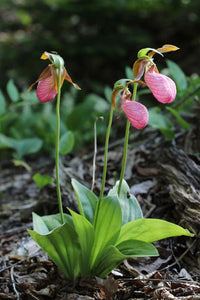 Cypripedium Acaule Blumensamen zur Aussaat – leuchtend Blüten – Traditionssorte & ohne Gentechnik Samen Hausgarten