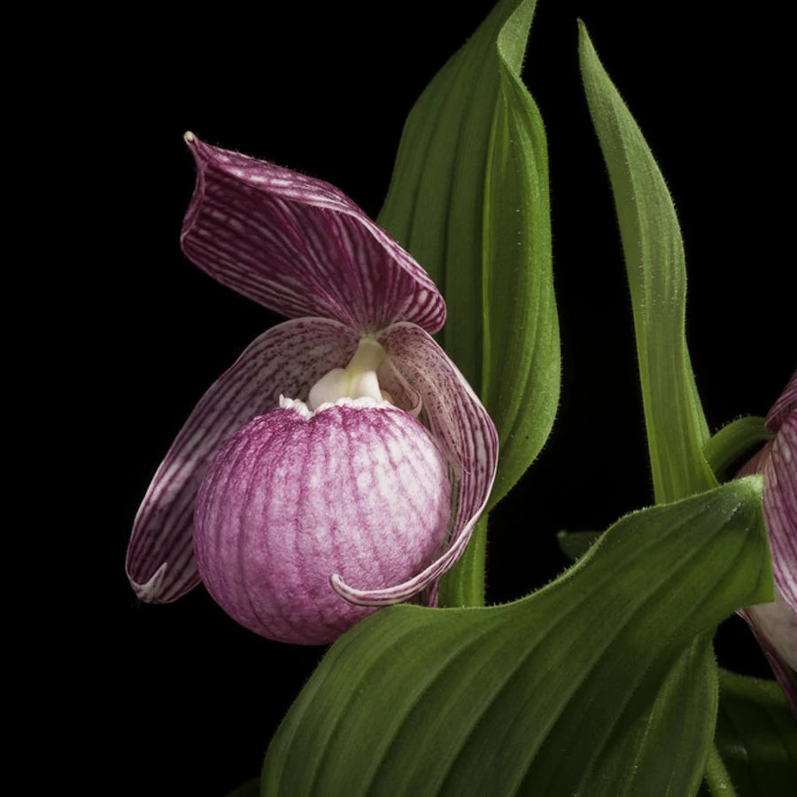 Lila Cypripedium Macranthos Blumensamen zur Aussaat Wildblume Mischung Traditionssorte & ohne Gentechnik Samen Hausgarten