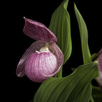 Lila Cypripedium Macranthos Blumensamen zur Aussaat Wildblume Mischung Traditionssorte & ohne Gentechnik Samen Hausgarten