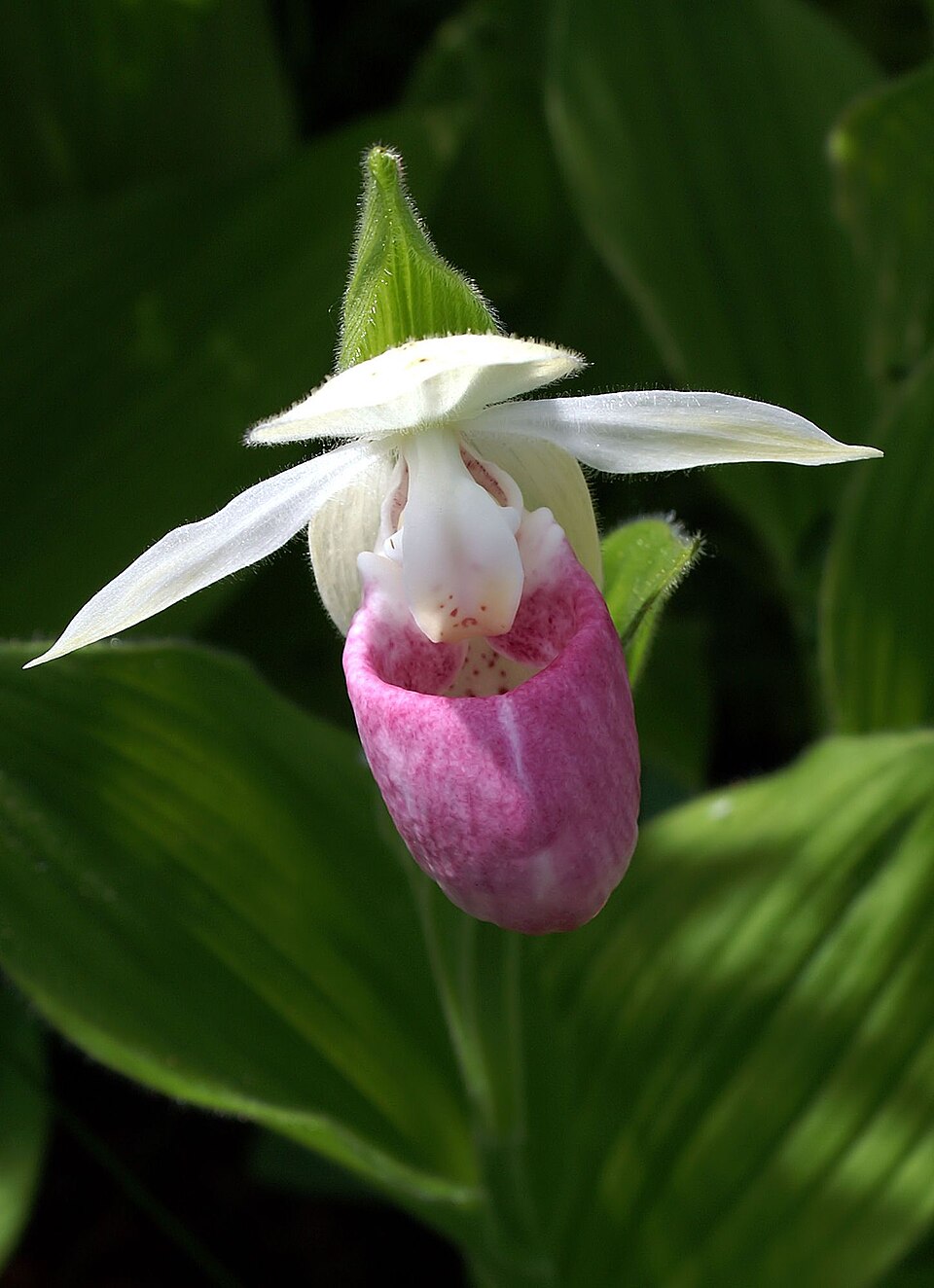 Cypripedium Blumensamen zur Aussaat – robust Sorte – Traditionssorte & ohne Gentechnik Samen Hausgarten