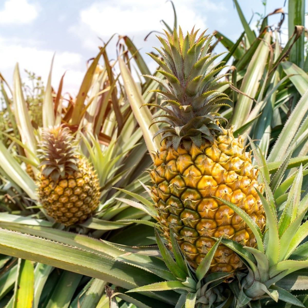 Ananas frucht Samen für einfaches Anpflanzen