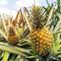 Ananas frucht Samen für einfaches Anpflanzen