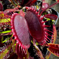 Venus fly trap rot blume samen for anpflanzung - pollinator friendly, heirloom & gmo free samen for home garten
 
 sale for anpflanzung in home garten.