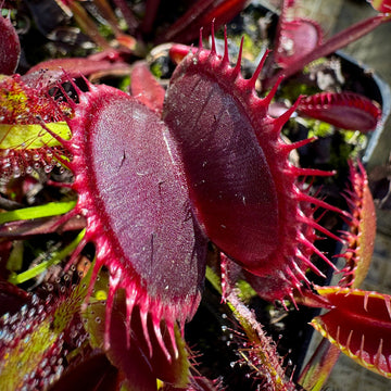 Venus fly trap rot blume samen for anpflanzung - pollinator friendly, heirloom & gmo free samen for home garten
 
 sale for anpflanzung in home garten.