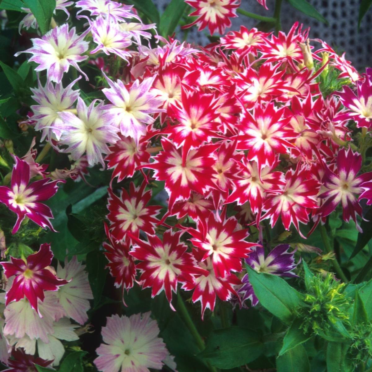 Gemischt Twinkle Star Blumensamen zur Aussaat – duftend Blüten – Traditionssorte & ohne Gentechnik Samen Hausgarten