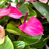Rosa Flamingoblume Blumensamen zur Aussaat Bestäuber freundlich Traditionssorte & ohne Gentechnik Samen Hausgarten