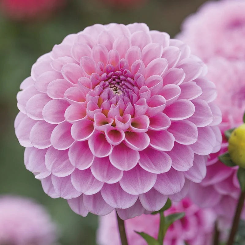 Dahlie Rosa Blumensamen zur Aussaat leuchtend Blüten für Ihren Garten