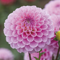 Dahlie Rosa Blumensamen zur Aussaat leuchtend Blüten für Ihren Garten
