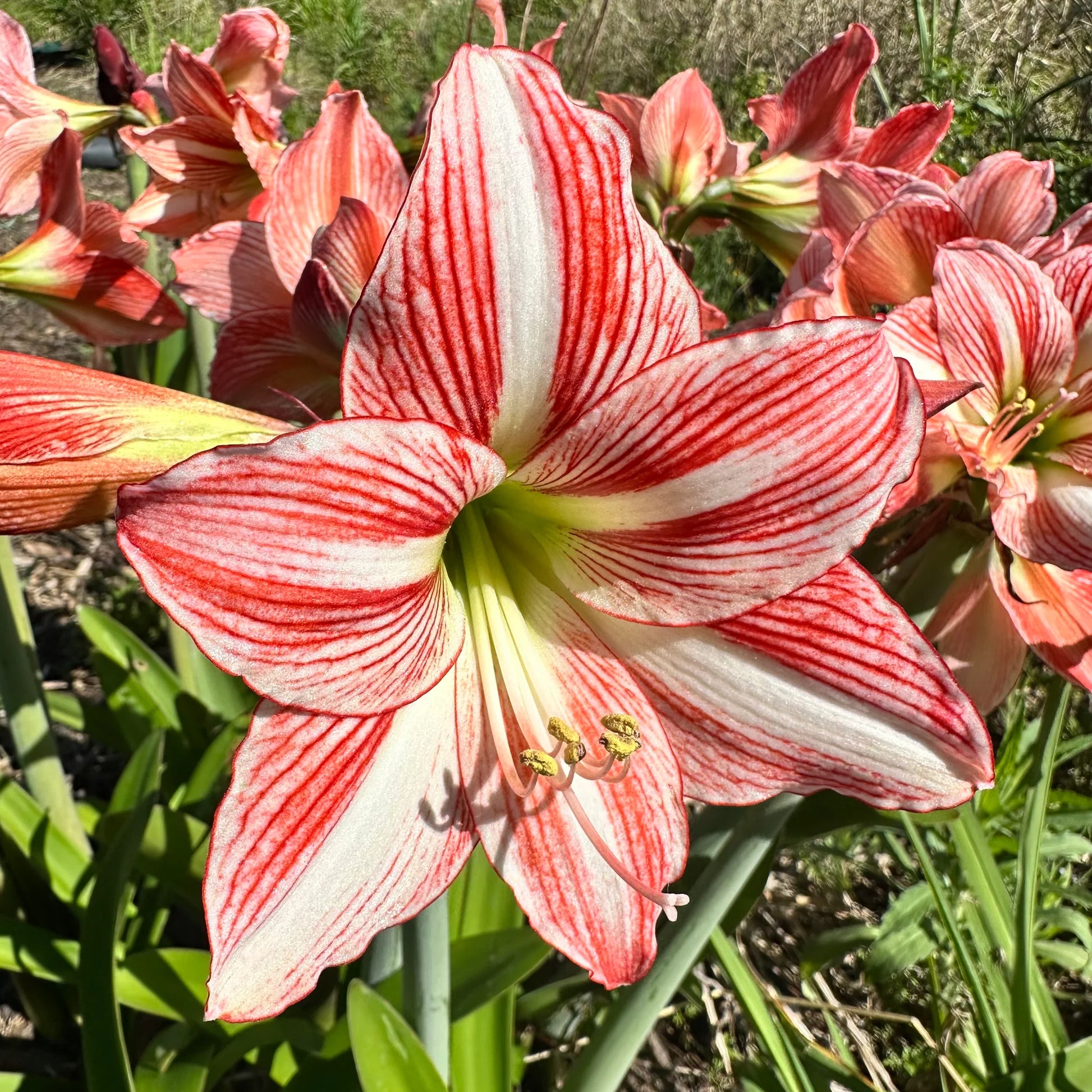 Weiß Rot Hippeastrum Blumensamen zur Aussaat leuchtend Blüten Traditionssorte & ohne Gentechnik Samen Hausgarten