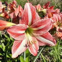 Weiß Rot Hippeastrum Blumensamen zur Aussaat leuchtend Blüten Traditionssorte & ohne Gentechnik Samen Hausgarten