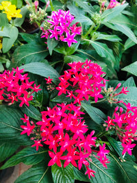 Rosa Pentas Blumensamen zur Aussaat – leuchtend – Traditionssorte & ohne Gentechnik Samen Hausgarten