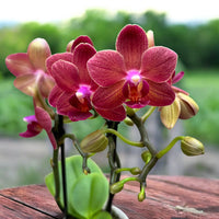 hell Rot Orchidee Schmetterlingsorchidee Samen zur Aussaat Schnitt Blume beliebt Traditionssorte & ohne Gentechnik Samen Hausgarten