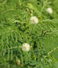 Gelb Illinois BundleFlower Samen zur Aussaat – leuchtend – Traditionssorte & ohne Gentechnik Samen Hausgarten