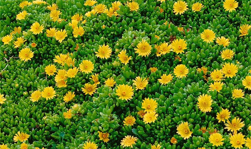 Gelb Delosperma Nubigenum or Ice Pflanze Blumensamen zur Aussaat – Landhaus Garten wichtig – Traditionssorte & ohne Gentechnik Samen Hausgarten