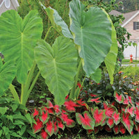 Florida Caladium Blumensamen zur Aussaat Schnitt Blume beliebt Traditionssorte & ohne Gentechnik Samen Hausgarten