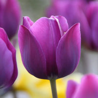 Violett Tulpe Blumensamen zur Aussaat Halbschatten verträglich Traditionssorte & ohne Gentechnik Samen Hausgarten