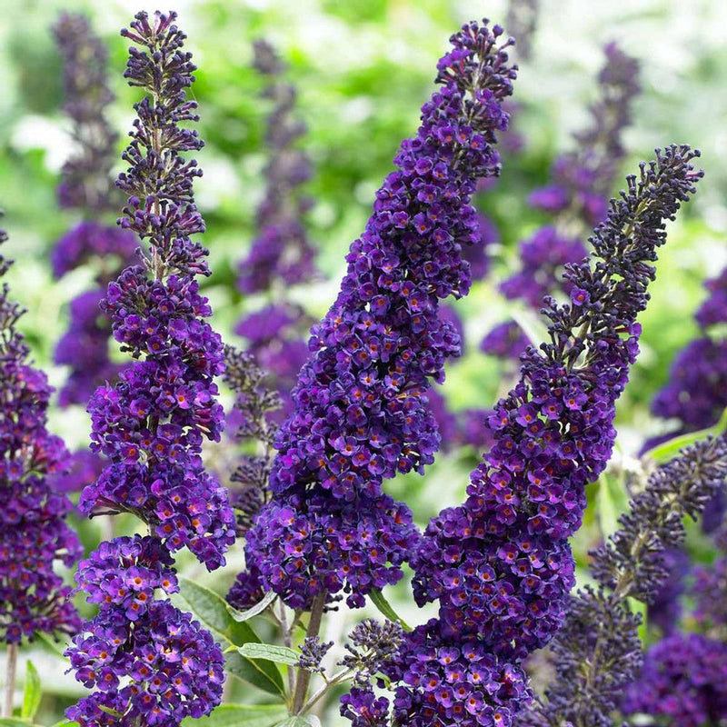 Buddleia (buddleia davidii) samen for anpflanzung in home garten