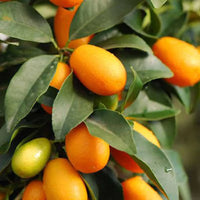 Citrus japonica Samen für einfaches Anpflanzen
