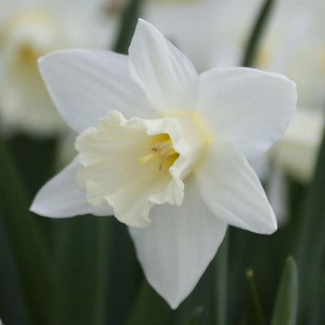 Daffodil (daffodil blume) samen for anpflanzung in home garten