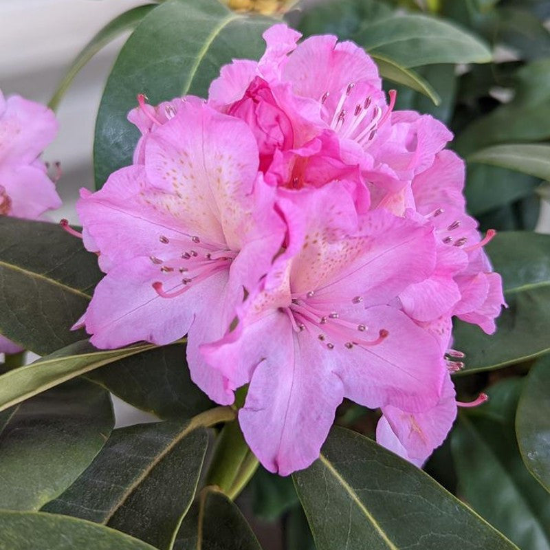 Rhododendron Blumensamen zur Aussaat lang Blüte Saison Traditionssorte & ohne Gentechnik Samen Hausgarten