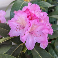 Rhododendron Blumensamen zur Aussaat lang Blüte Saison Traditionssorte & ohne Gentechnik Samen Hausgarten