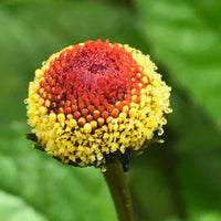 Acmella Blumensamen zur Aussaat – Schnitt Blume beliebt – Traditionssorte & ohne Gentechnik Samen Hausgarten