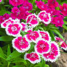 Dianthus Samen Nelkenpflanze