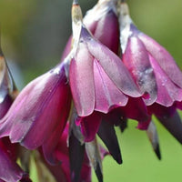 Pulcherrimum Blumensamen zur Aussaat – lang Blüte Saison – Traditionssorte & ohne Gentechnik Samen Hausgarten