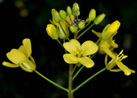 hell Gelb Brassica Oleracea Blumensamen zur Aussaat sonnenliebend Traditionssorte & ohne Gentechnik Samen Hausgarten