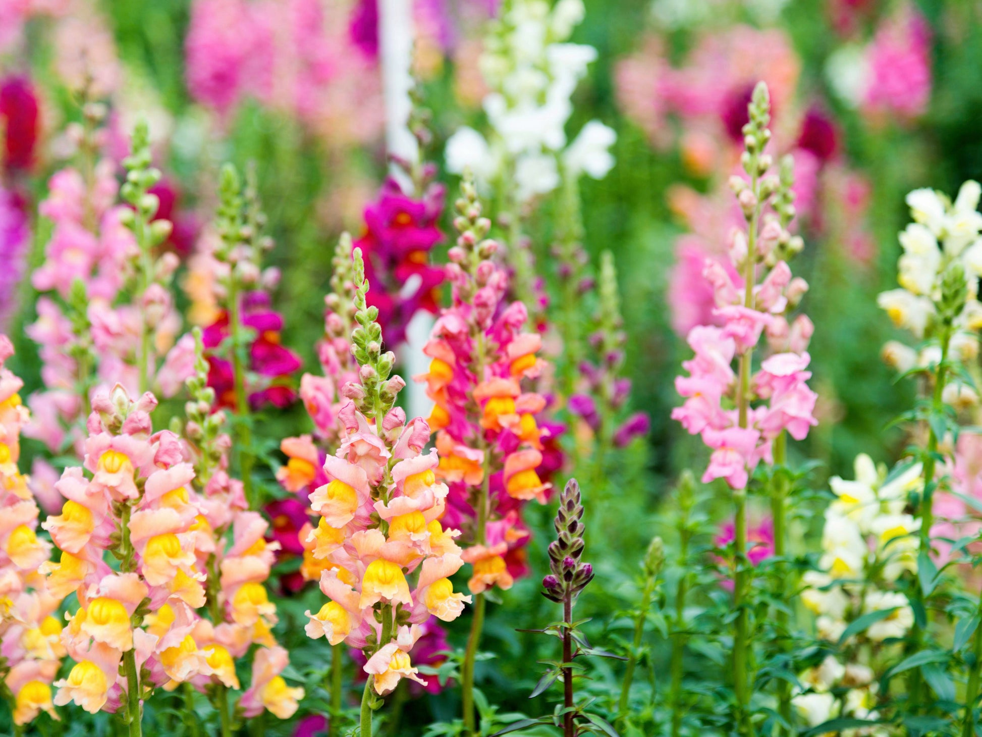 Gemischt Snapdragon Blumensamen zur Aussaat – Anzucht – Traditionssorte & ohne Gentechnik Samen Hausgarten