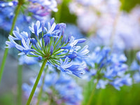 Mischung Agapanthus Blumensamen zur Aussaat – ideal Rabatten – Traditionssorte & ohne Gentechnik Samen Hausgarten