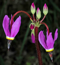 Rosa Weiß Dodecatheon Samen – ideal zur Aussaat Frühling und Sommer Gärten