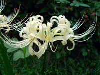 Weiß Lycoris Blumensamen zur Aussaat – Schnitt Blume beliebt – Traditionssorte & ohne Gentechnik Samen Hausgarten