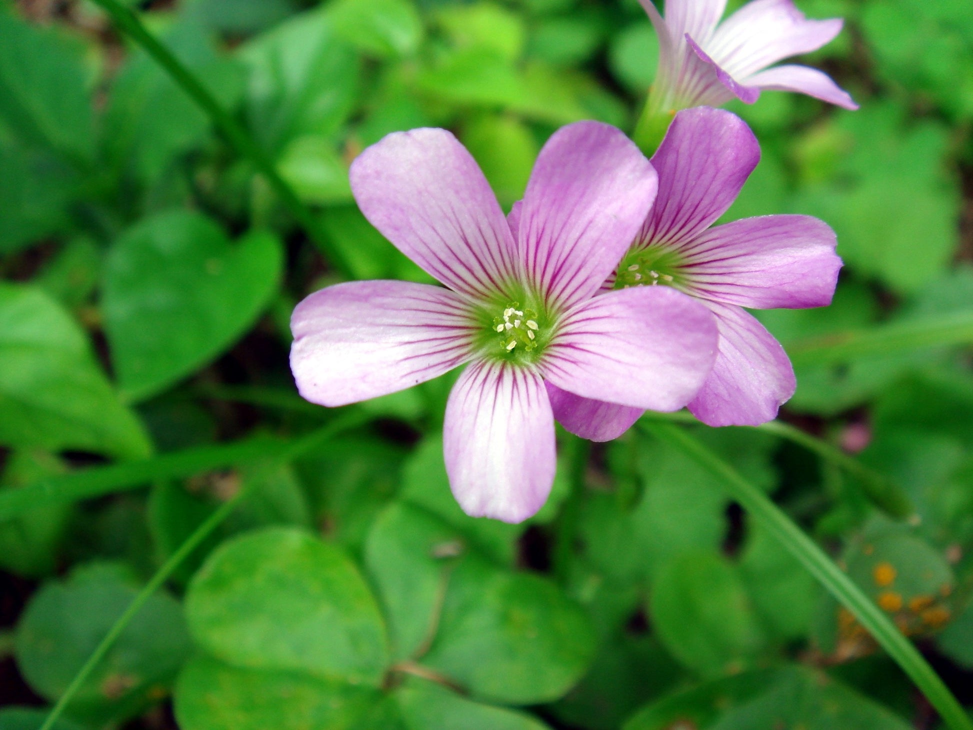 Grün Lila Sauerklee Corymbosa Blumensamen zur Aussaat – Wildblume Mischung – Traditionssorte & ohne Gentechnik Samen Hausgarten
