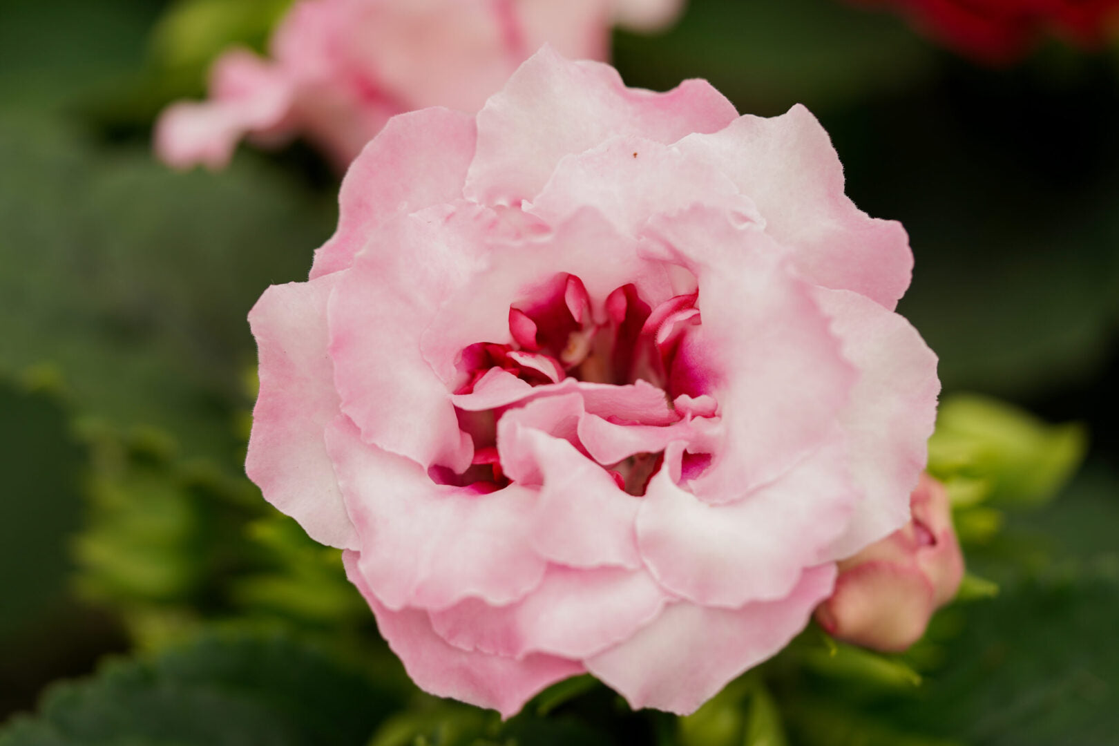 Weiß und Rosa Gloxinie Samen zur Aussaat