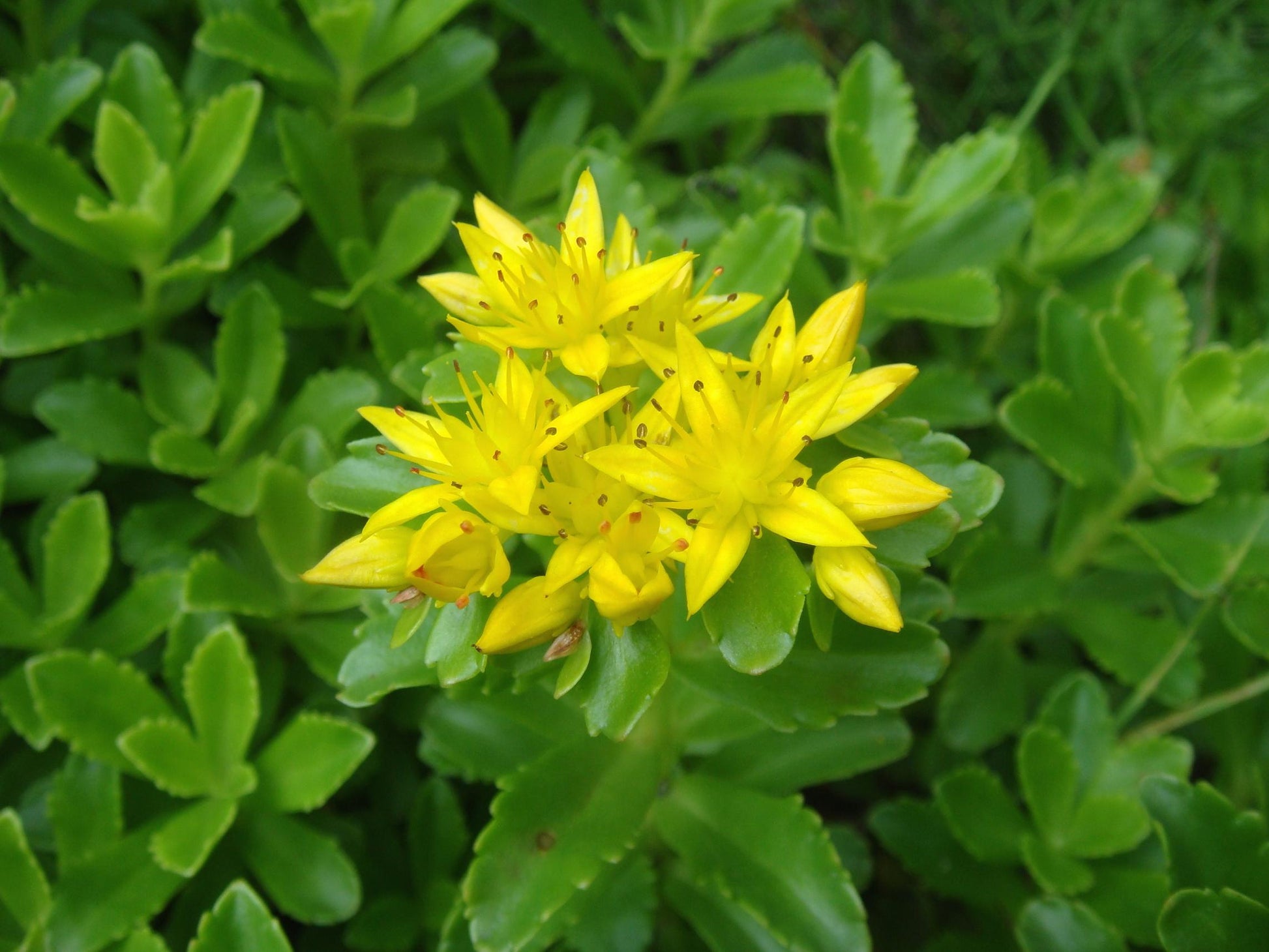 Gelb Sedum Kamtschaticum Blumensamen zur Aussaat – Halbschatten verträglich – Traditionssorte & ohne Gentechnik Samen Hausgarten
