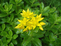 Gelb Sedum Kamtschaticum Blumensamen zur Aussaat – Halbschatten verträglich – Traditionssorte & ohne Gentechnik Samen Hausgarten