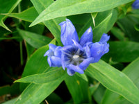 Blau Gentiana Triflora Blumensamen zur Aussaat Garten beliebt Traditionssorte & ohne Gentechnik Samen Hausgarten