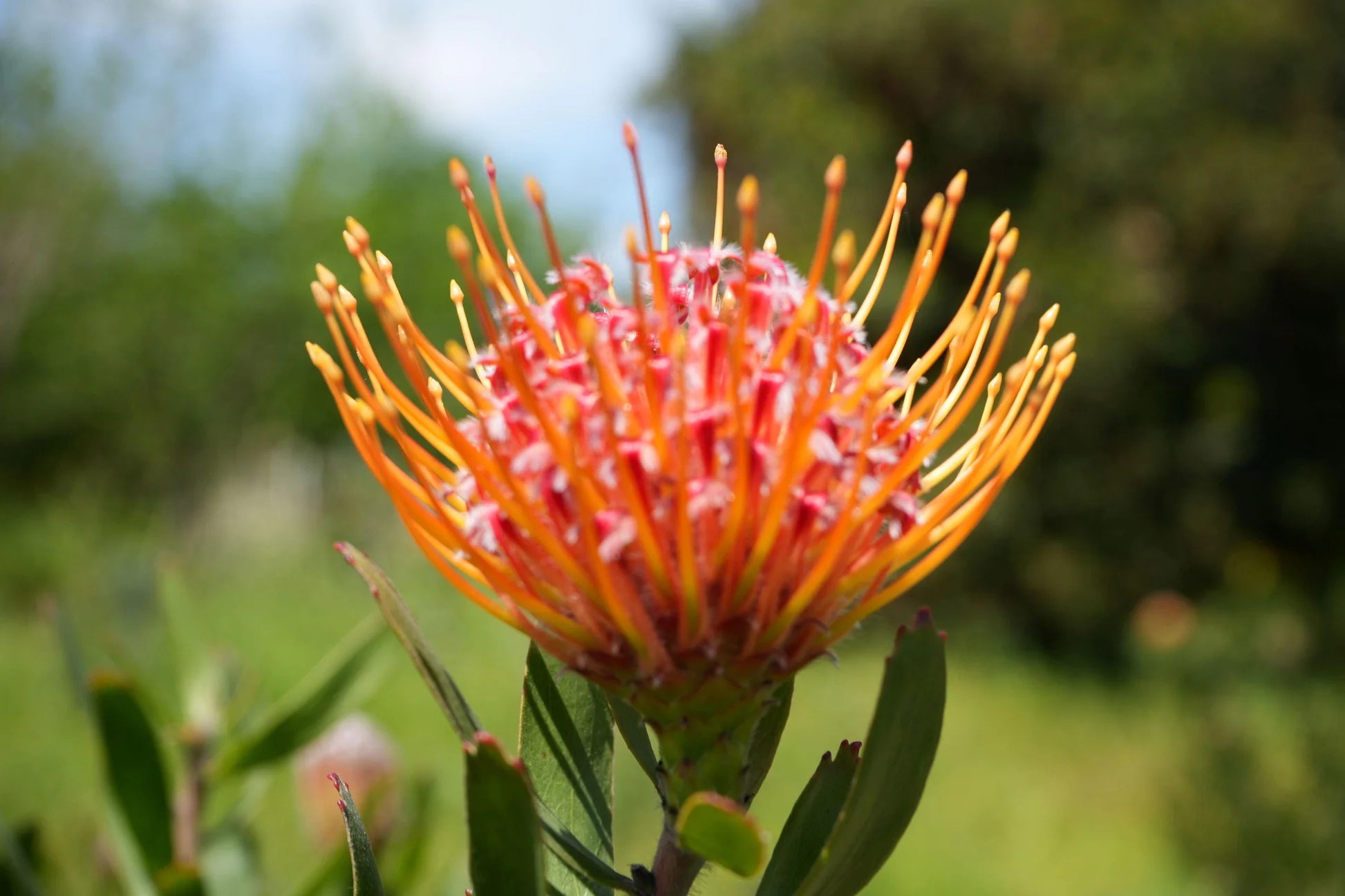 Orange Gelb Protea Blumensamen zur Aussaat duftend Blüten Traditionssorte & ohne Gentechnik Samen Hausgarten